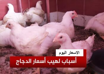 أسعار الدواجن في السوق المصري اليوم السبت 1 فبراير 2025
