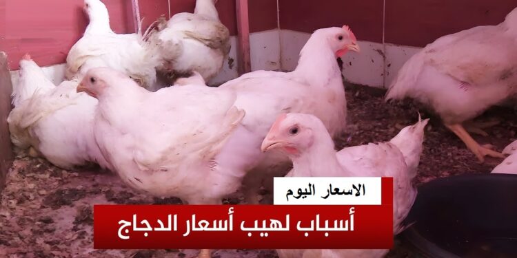 أسعار الدواجن في السوق المصري اليوم السبت 1 فبراير 2025 1 أسعار الدواجن في السوق المصري اليوم السبت 1 فبراير 2025