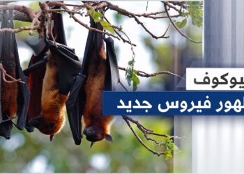 معهد ووهان يثير الجدل بإعلان مفاجئ عن كورونا جديد في الخفافيش