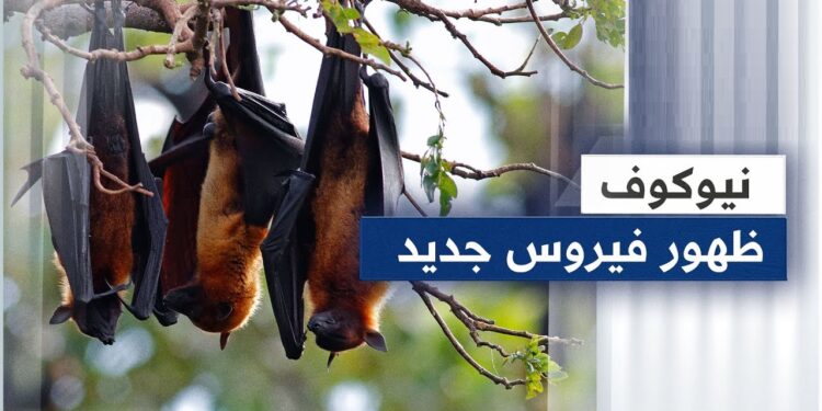 معهد ووهان يثير الجدل بإعلان مفاجئ عن كورونا جديد في الخفافيش 1 معهد ووهان يثير الجدل بإعلان مفاجئ عن كورونا جديد في الخفافيش