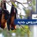 معهد ووهان يثير الجدل بإعلان مفاجئ عن كورونا جديد في الخفافيش 2 معهد ووهان يثير الجدل بإعلان مفاجئ عن كورونا جديد في الخفافيش