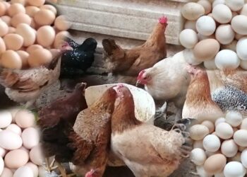 سعر الفراخ والبيض اليوم الإثنين 3 فبراير: كم يبلغ سعر الكيلو؟