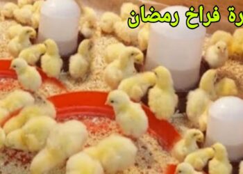 أسعار الدواجن في رمضان 2025.. الشعبة تكشف عن أحدث التطورات