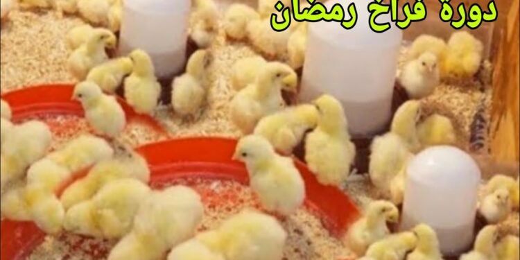 أسعار الدواجن في رمضان 2025.. الشعبة تكشف عن أحدث التطورات 1 أسعار الدواجن في رمضان 2025.. الشعبة تكشف عن أحدث التطورات