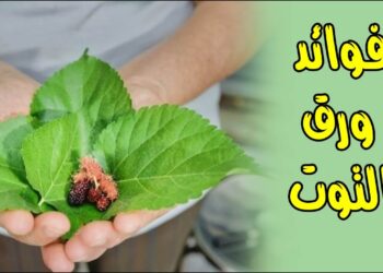 أوراق التوت الصحية الحل الطبيعي لمجموعة من المشاكل الصحية