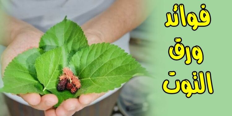 أوراق التوت الصحية الحل الطبيعي لمجموعة من المشاكل الصحية 1 أوراق التوت الصحية الحل الطبيعي لمجموعة من المشاكل الصحية