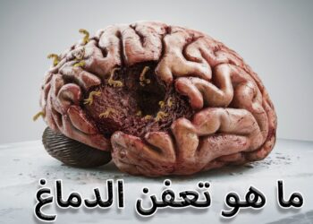 الدماغ والتدخين كيف يقلص حجم الدماغ ويزيد من خطر الخرف والزهايمر