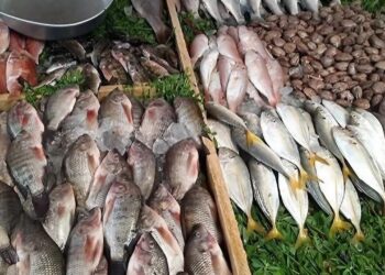 أسعار السمك نار ولا برد؟.. إليك آخر تحديث من سوق العبور
