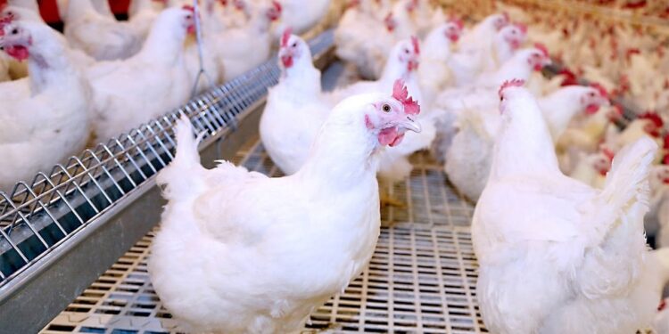 أسعار الدواجن والبيض اليوم الأحد 6 أبريل 2025 البلدي يسجل 115 جنيهًا 1 أسعار الدواجن والبيض اليوم الأحد 6 أبريل 2025 البلدي يسجل 115 جنيهًا