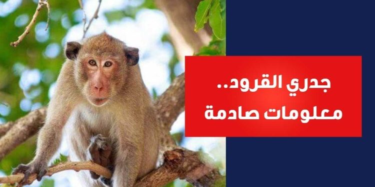 فيروس جدري القرود يضرب إفريقيا من جديد وسط مخاوف صحية 1 فيروس جدري القرود يضرب إفريقيا من جديد وسط مخاوف صحية