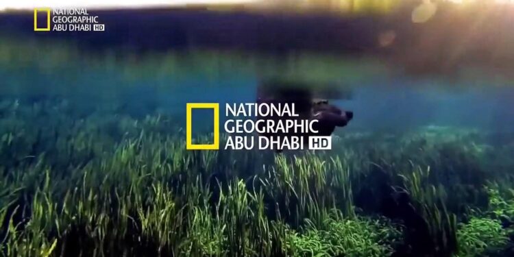 تردد قناة ناشيونال جيوغرافيك 2025 شاهد الطبيعة في أفضل صورة وجودة HD مجانًا 1 تردد قناة ناشيونال جيوغرافيك 2025 شاهد الطبيعة في أفضل صورة وجودة HD مجانًا