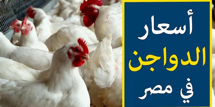 الدواجن رخصت النهارده بشكل كبير.. اعرف السعر الجديد 1 الدواجن رخصت النهارده بشكل كبير.. اعرف السعر الجديد