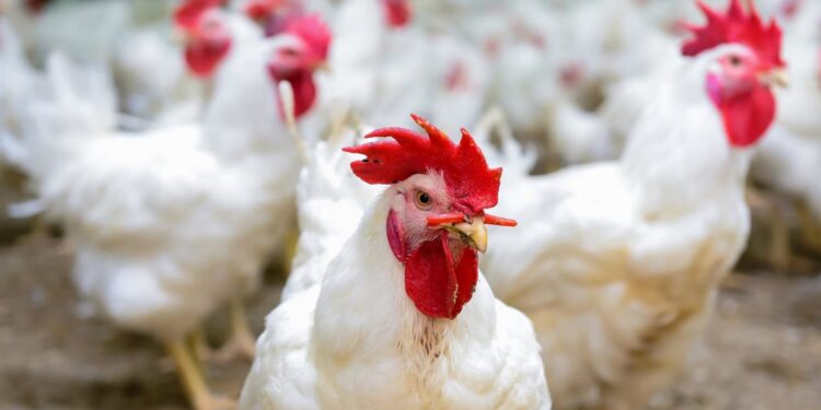 أسعار الدواجن تشهد تراجعاً كبيراً الكيلو بـ 68 جنيهاً اليوم الخميس 1 أسعار الدواجن تشهد تراجعاً كبيراً الكيلو بـ 68 جنيهاً اليوم الخميس