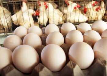 أسعار الدواجن اليوم الأربعاء 9 أبريل 2025 قفزة جديدة في الأسعار