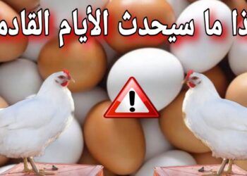 أسعار الدواجن في الأسواق اليوم الفرخة تسجل 170 جنيهًا