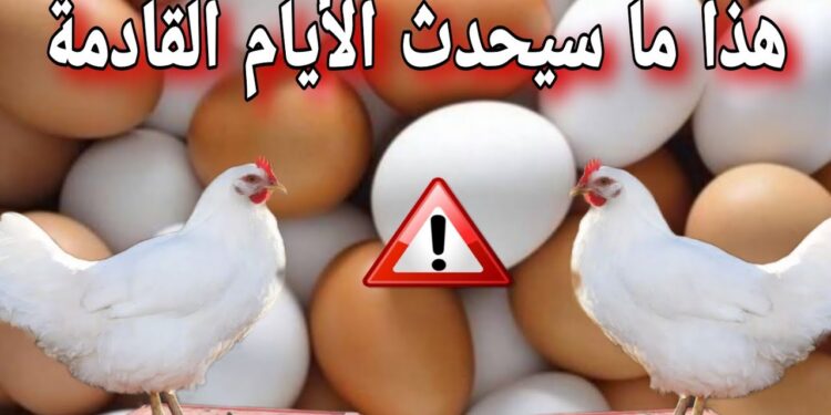 أسعار الدواجن في الأسواق اليوم الفرخة تسجل 170 جنيهًا