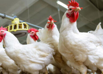 أسعار الدواجن والبيض والبط اليوم السبت 19 أبريل 2025