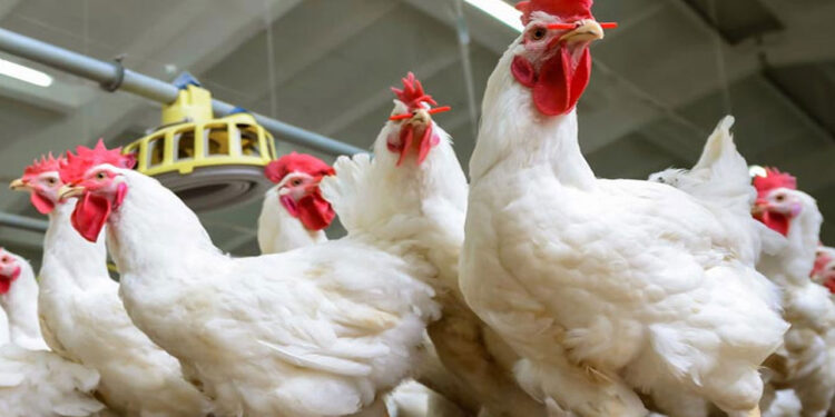 أسعار الدواجن والبيض والبط اليوم السبت 19 أبريل 2025