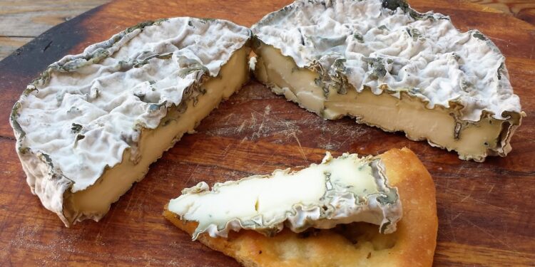 العفن على الجبن والمنتجات الغذائية: هل من الممكن تناولها؟ 1 العفن على الجبن والمنتجات الغذائية: هل من الممكن تناولها؟