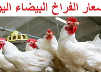 أسعار الدواجن والبيض اليوم الثلاثاء 22 أبريل 2025 تعرف على سعر كيلو الفراخ البيضاء