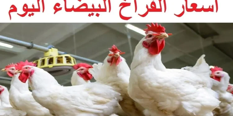 أسعار الدواجن والبيض اليوم الثلاثاء 22 أبريل 2025 تعرف على سعر كيلو الفراخ البيضاء