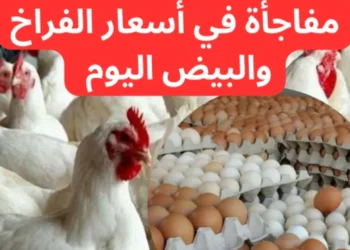 أسعار الفراخ البيضاء في الأسواق المصرية اليوم الأحد 27 أبريل 2025