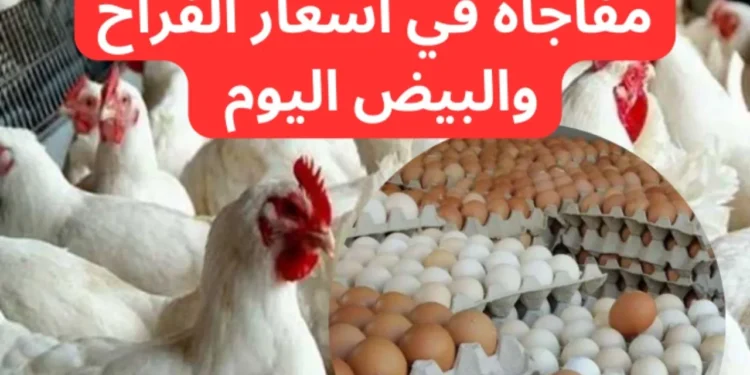 أسعار الفراخ البيضاء في الأسواق المصرية اليوم الأحد 27 أبريل 2025 1 أسعار الفراخ البيضاء في الأسواق المصرية اليوم الأحد 27 أبريل 2025