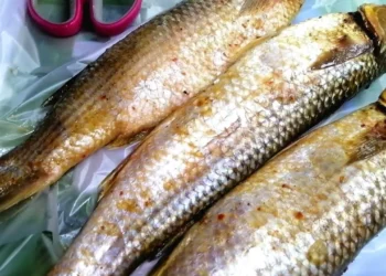 أسعار الرنجة والفسيخ في الغربية.. آخر تحديث اليوم 11 مايو 2025