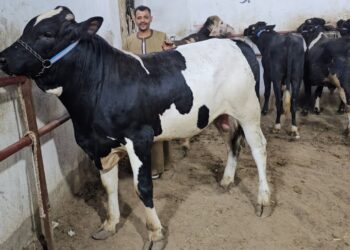 أسعار العجول عيد الأضحى 2025 كيف تختار أضحية تناسب ميزانيتك؟