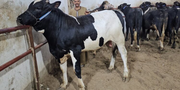 أسعار العجول عيد الأضحى 2025 كيف تختار أضحية تناسب ميزانيتك؟