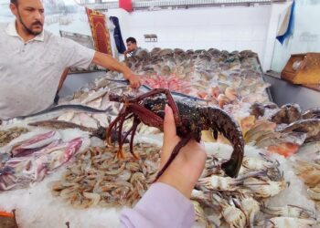 أسعار الأسماك والجمبري اليوم 13 مايو 2025 البلطي والبوري والجمبري بكام؟