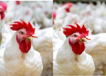 أسعار الفراخ البيضاء والبلدي والبيض اليوم 20 مايو 2025