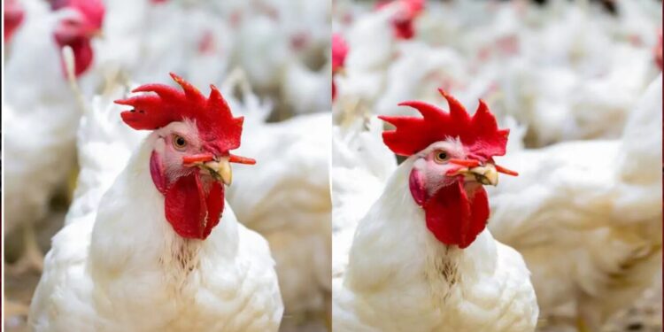 أسعار الفراخ البيضاء والبلدي والبيض اليوم 20 مايو 2025