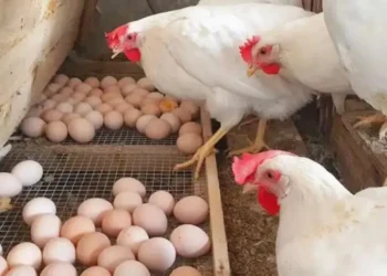 أسعار الفراخ البيضاء والبيض في الأسواق اليوم الأربعاء 7 مايو 2025