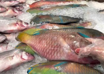 الأسماك تنخفض اليوم السبت 24 مايو.. أسعار الجمبري تبدأ من 175 جنيهًا