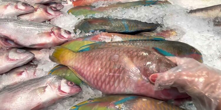 الأسماك تنخفض اليوم السبت 24 مايو.. أسعار الجمبري تبدأ من 175 جنيهًا 1 الأسماك تنخفض اليوم السبت 24 مايو.. أسعار الجمبري تبدأ من 175 جنيهًا