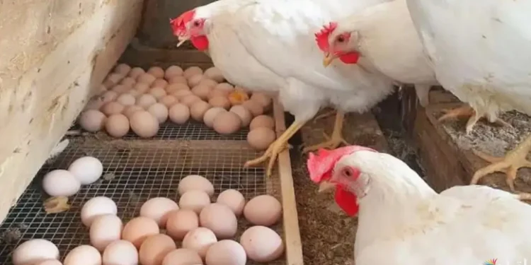 أسعار الفراخ البيضاء والبيض في الأسواق اليوم الأربعاء 7 مايو 2025 1 أسعار الفراخ البيضاء والبيض في الأسواق اليوم الأربعاء 7 مايو 2025
