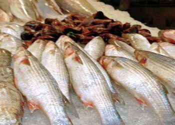 أسعار الأسماك بسوق العبور اليوم 8 مايو 2025 البلطي والجمبري ضمن القائمة
