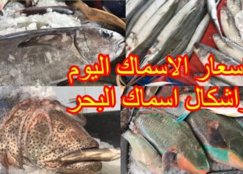 أسعار الأسماك اليوم الإثنين 5 مايو.. الجمبري يتصدر بـ 475 جنيهًا