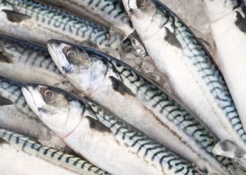 الأسماك والجمبري على طاولة المستهلك أسعار اليوم الأحد 18 مايو 2025