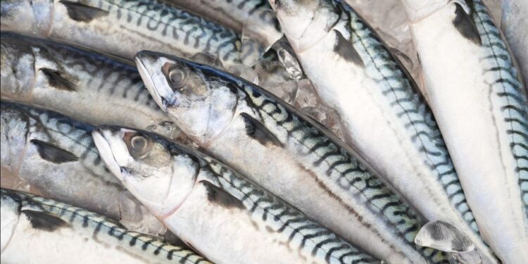 الأسماك والجمبري على طاولة المستهلك أسعار اليوم الأحد 18 مايو 2025 1 الأسماك والجمبري على طاولة المستهلك أسعار اليوم الأحد 18 مايو 2025