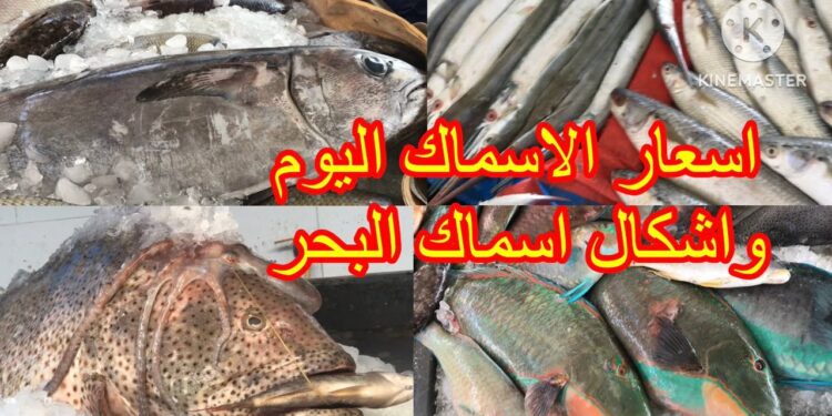 أسعار الأسماك اليوم الإثنين 5 مايو.. الجمبري يتصدر بـ 475 جنيهًا 1 أسعار الأسماك اليوم الإثنين 5 مايو.. الجمبري يتصدر بـ 475 جنيهًا
