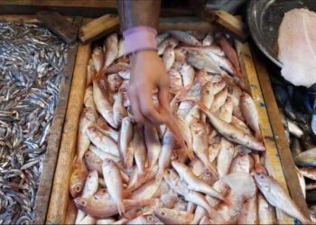 أسعار سوق السمك اليوم الإثنين 26 مايو 2025 الجمبري بأنهي سعر؟