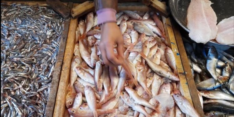 أسعار سوق السمك اليوم الإثنين 26 مايو 2025 الجمبري بأنهي سعر؟