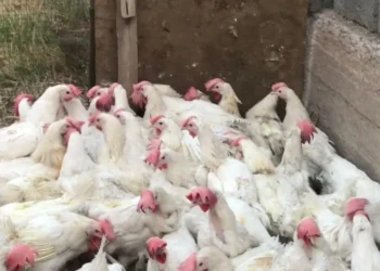 سعر كيلو الفراخ البيضاء اليوم تحديث أسعار الدواجن والبيض الأربعاء 14 مايو 2025