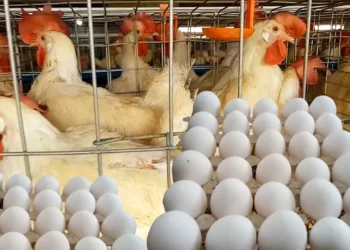 بورصة الدواجن تُعلن أسعار الفراخ والبيض اليوم الخميس بعد موجة ارتفاع
