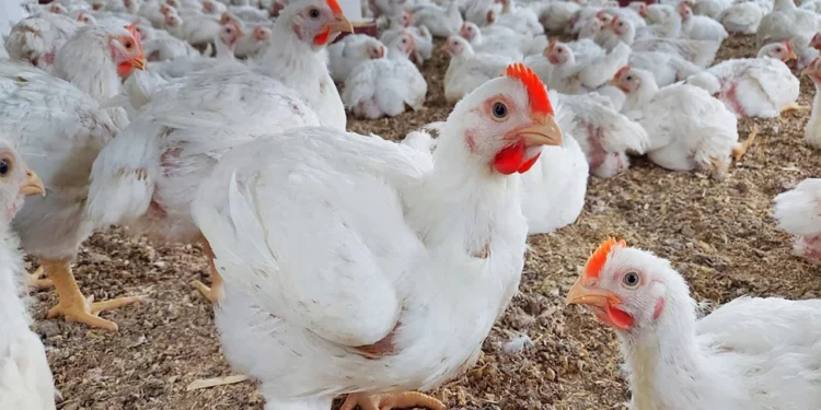 سعر كيلو الفراخ اليوم وكرتونة البيض تصل إلى هذا الرقم 1 سعر كيلو الفراخ اليوم وكرتونة البيض تصل إلى هذا الرقم