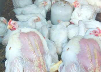 الفراخ البيضاء والبيض في السوق اليوم.. أسعار الدواجن الأحد 25 مايو 2025