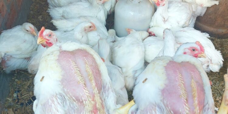الفراخ البيضاء والبيض في السوق اليوم.. أسعار الدواجن الأحد 25 مايو 2025 1 الفراخ البيضاء والبيض في السوق اليوم.. أسعار الدواجن الأحد 25 مايو 2025