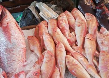 أسعار السمك والجمبري اليوم في الأسواق المصرية – الثلاثاء 20 مايو 2025